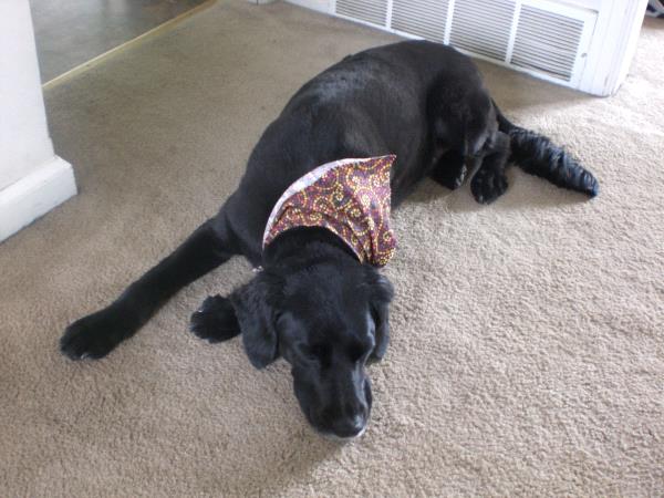 /Images/uploads/Humane Society of Utah/HSUCalendar/entries/954thumb.jpg